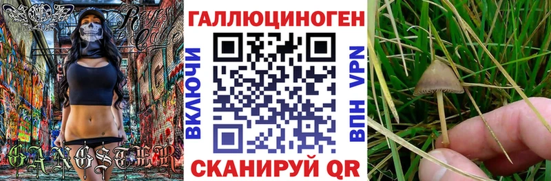 Галлюциногенные грибы Psilocybine cubensis  купить  сайты  Сертолово 